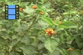 Scene 07_hssflight_Heliconius ismenius at lantana flower